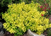 Berberis thunbergii 'Bonanza Gold' 